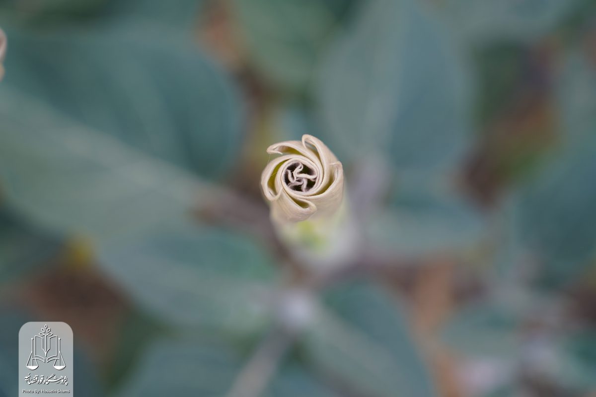 پژوهشگاه قوه قضاییه