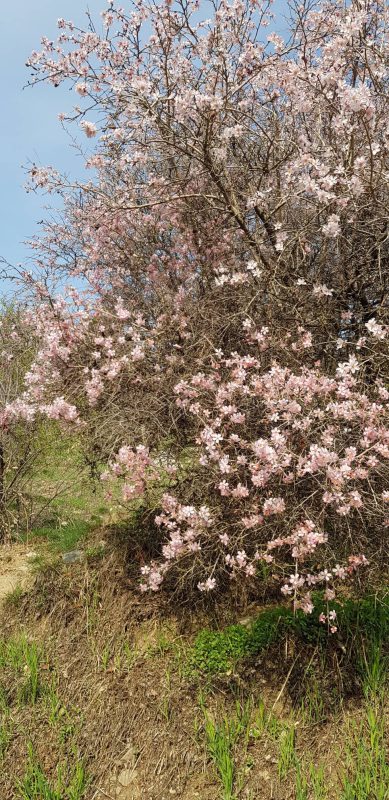 پژوهشگاه قوه قضاییه