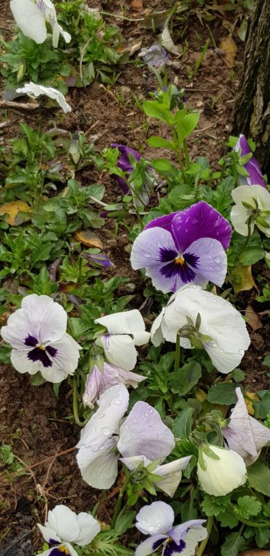 پژوهشگاه قوه قضاییه